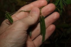 Glycine clandestina