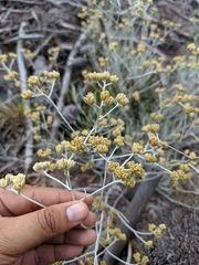 Achyrocline saturejoides