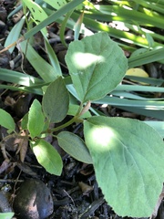 Viburnum carlesii