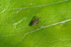 Muscina stabulans