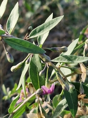 Lycium barbarum