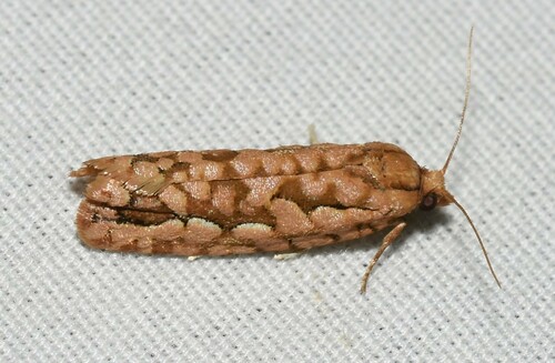 Cockerell's Moth photo 4