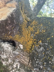 Candelariella rosulans