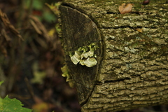 Trametes conchifer
