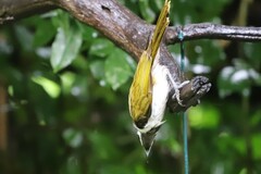 Entomyzon cyanotis