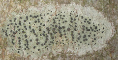 Lecidella
