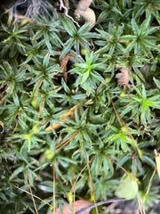 Atrichum undulatum