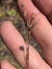 Rhynchospora megalocarpa