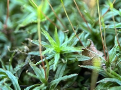 Atrichum undulatum