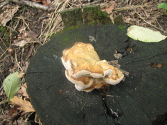 Laetiporus sulphureus