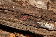 Ascocoryne cylichnium