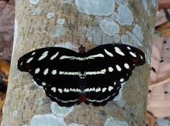 Catonephele acontius