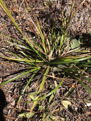 Rhynchospora megalocarpa