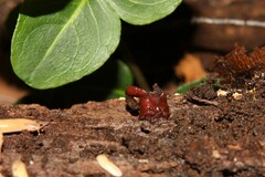 Ascocoryne sarcoides