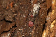 Ascocoryne cylichnium