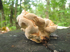 Laetiporus sulphureus