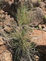 Themeda triandra