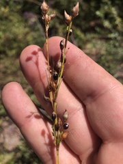 Rhynchospora megalocarpa