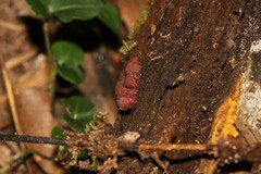 Ascocoryne sarcoides