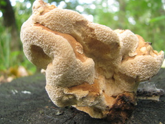 Laetiporus sulphureus