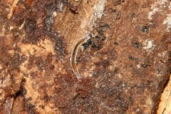 Rhynchodemus sylvaticus