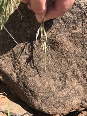 Themeda triandra
