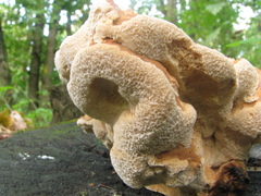 Laetiporus sulphureus