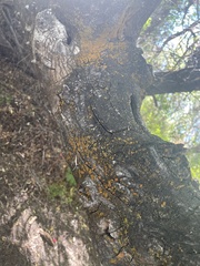 Candelariella rosulans