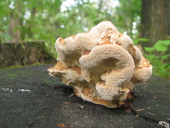 Laetiporus sulphureus