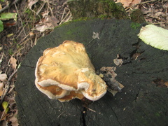 Laetiporus sulphureus