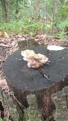 Laetiporus sulphureus
