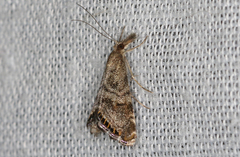 Glaucocharis dilatella