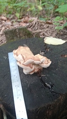 Laetiporus sulphureus