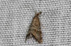 Glaucocharis dilatella