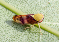 Tartessini