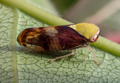 Tartessini