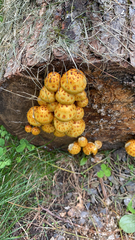 Pholiota aurivella