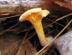 Hygrophoropsis