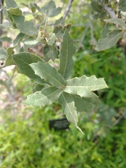 Quercus grisea
