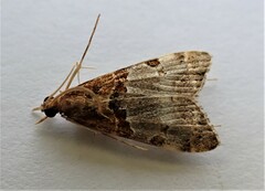 Antiscopa epicomia