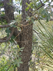 Quercus grisea