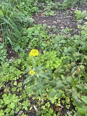 Erysimum cheiranthoides