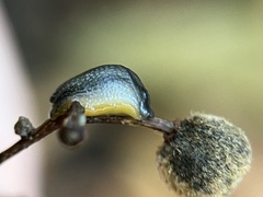 Arion hortensis