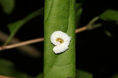 Macremphytus testaceus