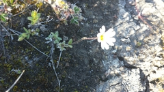 Cerastium alpinum