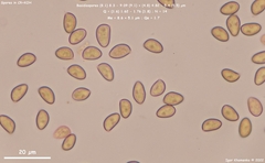 Inocybe pallidicremea