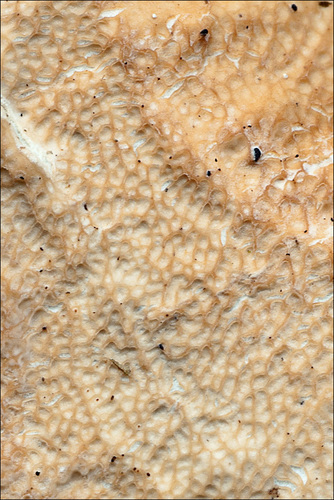Netted Crust
