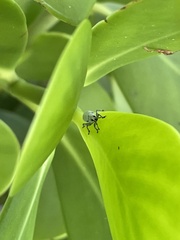 Myllocerus undecimpustulatus