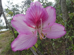 Bauhinia variegata