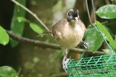 Philemon buceroides yorki